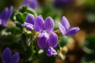 Illustration violet - Image 1