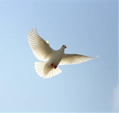 Illustration immaculate