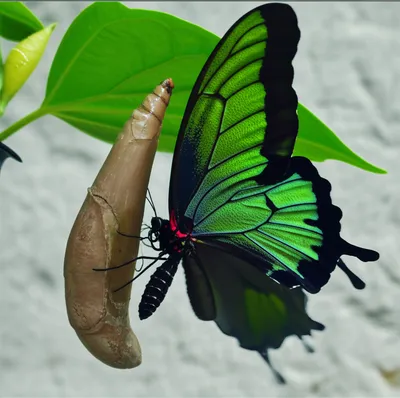 Illustration mutate - Image 1