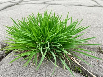 Illustration quickens - Image 1