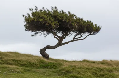 Illustration swayed - Image 1