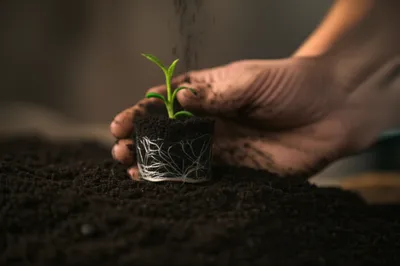 Illustration healing - Image 1