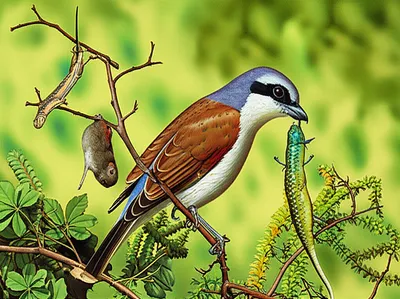 Illustration shrike - Image 1