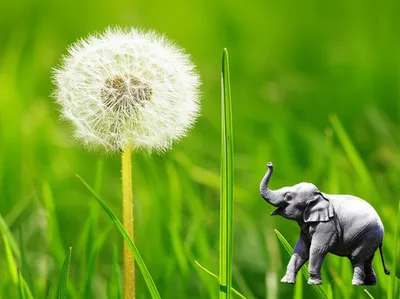 Illustration dwarfs - Image 1