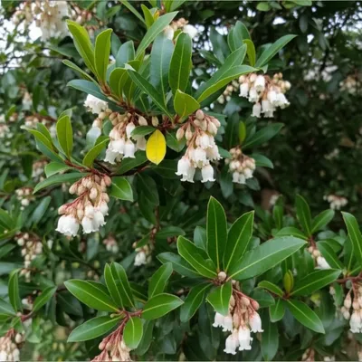 Illustration andromeda - Image 1