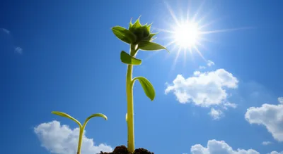 Illustration rises - Image 1