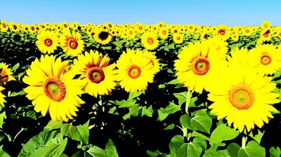 单词"favourable"的视觉插图 - 有利的，赞成的。
