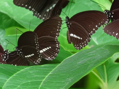 Illustration sisters - Image 1