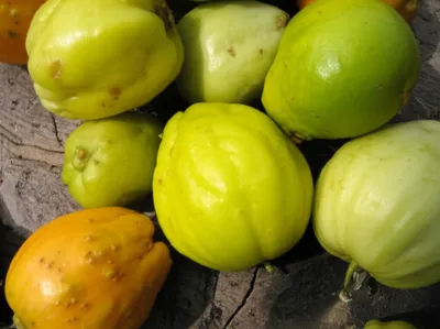 Illustration citrons - Image 1