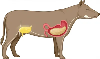 Hình ảnh minh họa bags - Ảnh 1