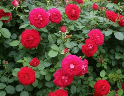 Illustration chinas - Image 1