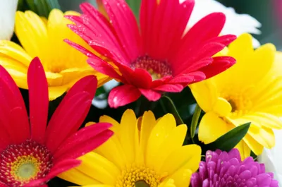 Illustration blooms - Image 1