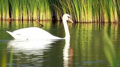 Illustration swan - Image 1