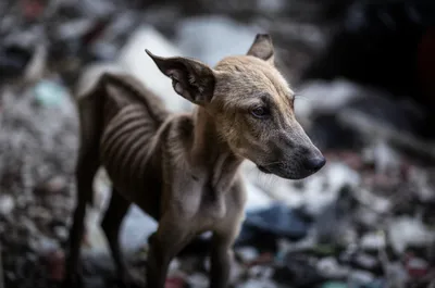 Illustration carrion - Image 1