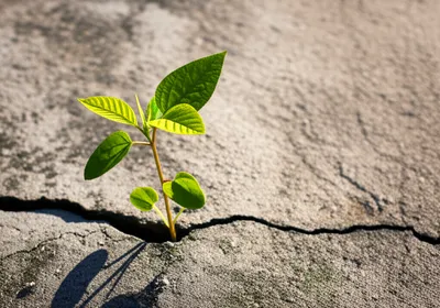 Illustration survivable