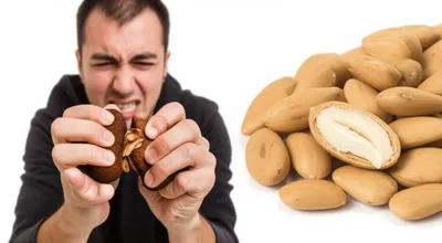 Illustration butternut - Image 1