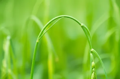 Illustration inflected - Image 1