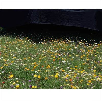 Illustration shadows - Image 1