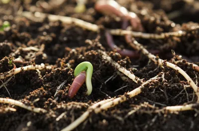 Illustration earths - Image 1