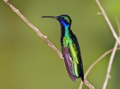 Illustration sapphire - Image 1