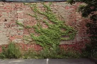 Illustration ramble - Image 2