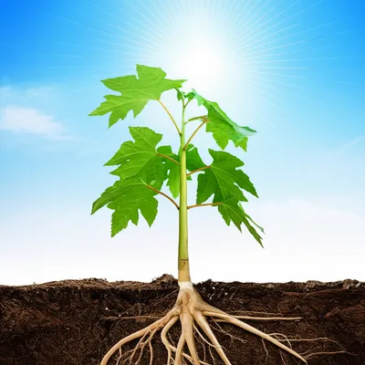 Illustration strengthens - Image 1