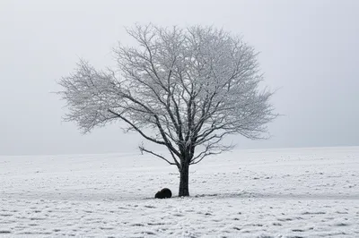 Illustration freezing - Image 1