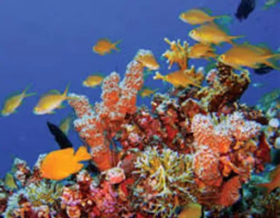 Illustration saltwater - Image 2