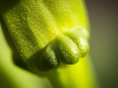 Illustration grain - Image 1