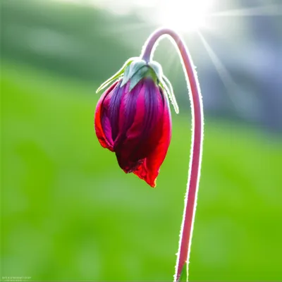 Illustration firmed - Image 1