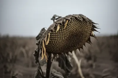 Illustration damper - Image 1