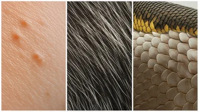 Illustration skins - Image 1