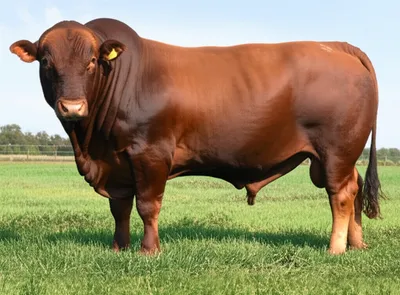 Illustration ox - Image 1