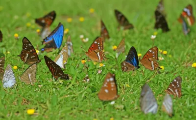 Illustration argus - Image 1