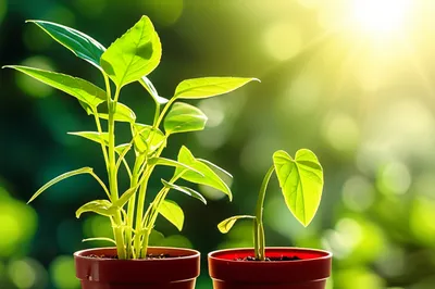 Illustration favouring - Image 1