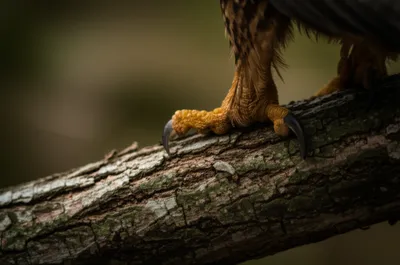 Illustration claws - Image 1