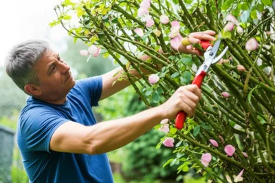 Illustration trims - Image 1