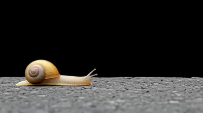 单词"slowly"的视觉插图 - 慢慢地，缓慢地。
