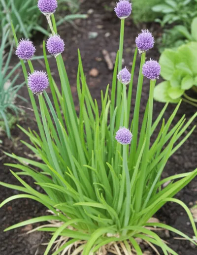 Illustration chives - Image 2