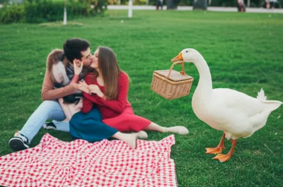 Illustration gooseberries - Image 1