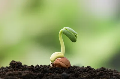 Illustration formative