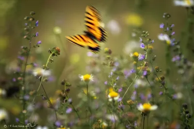 Illustration flits - Image 1