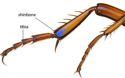 Illustration shinbone - Image 1