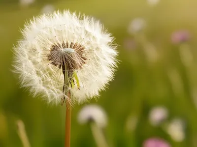 Illustration lite - Image 1