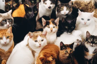 Illustration cats - Image 1