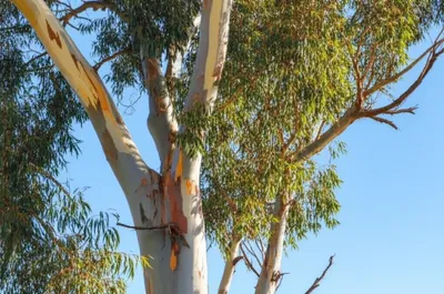 Illustration gums - Image 1