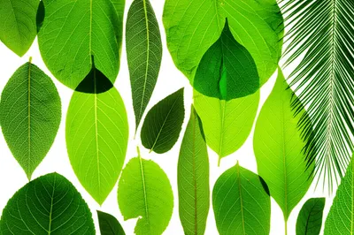 Illustration leaves - Image 1