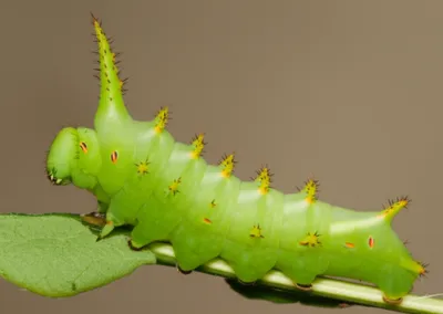 Illustration unicorns - Image 1