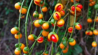 Illustration bittersweets - Image 1