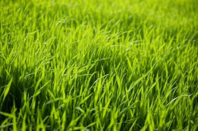 Illustration grassy - Image 1